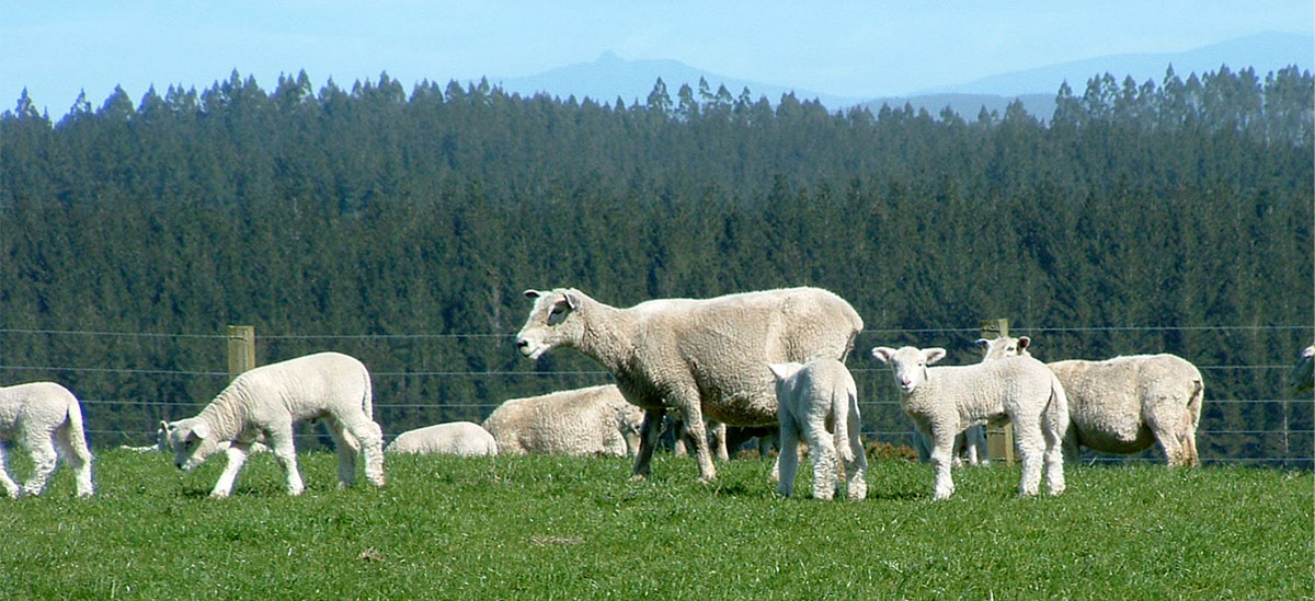 Sheep Farm - Pāmu Hipi